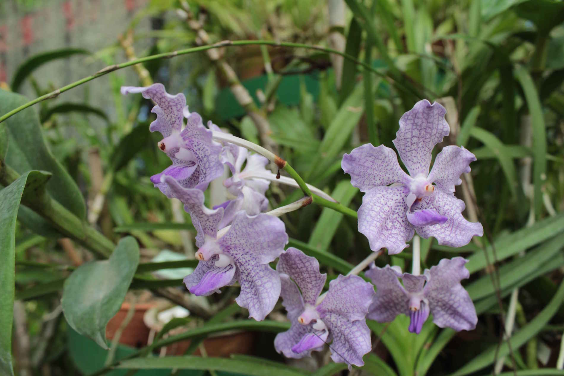  "Casa delle Orchidee" del Giardino Botanico di Peradeniya a Kandy - Natura e Biodiversità in Sri Lanka