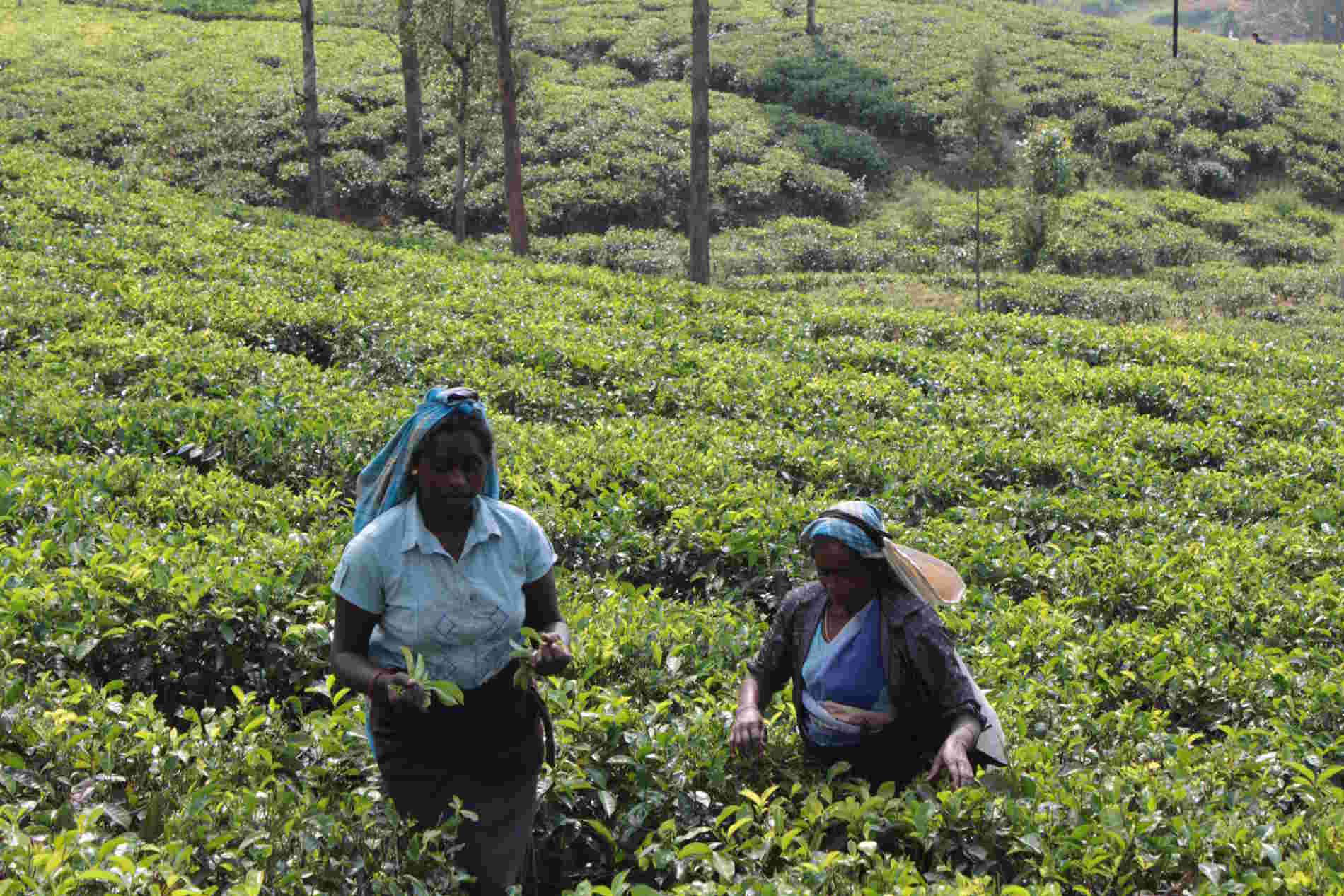Natura e Biodiversità in Sri Lanka La Piantagioni di Tea Blue Field