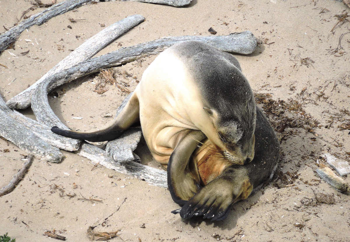 Vacanze al caldo in inverno a Kangaroo Island, in Australia: leoni marini al Seal Bay Conservation Park