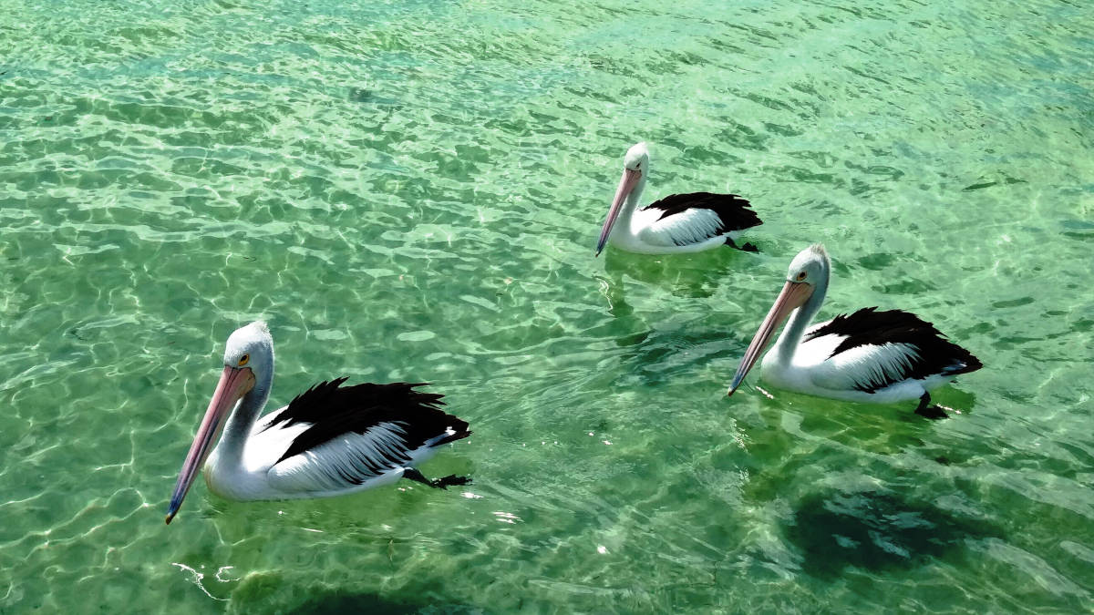 Vacanze al caldo in inverno a Kangaroo Island, in Australia a contatto con la natura: i pellicani australiani
