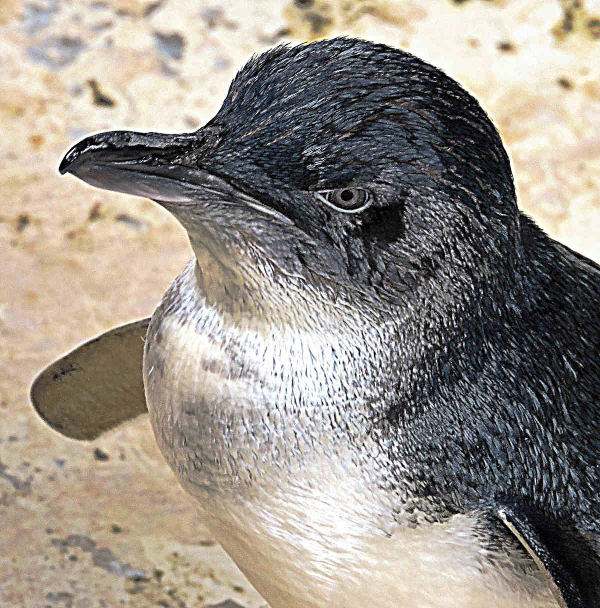 Vacanze invernali al caldo a Kangaroo Island, in Australia: Un pinguino nano