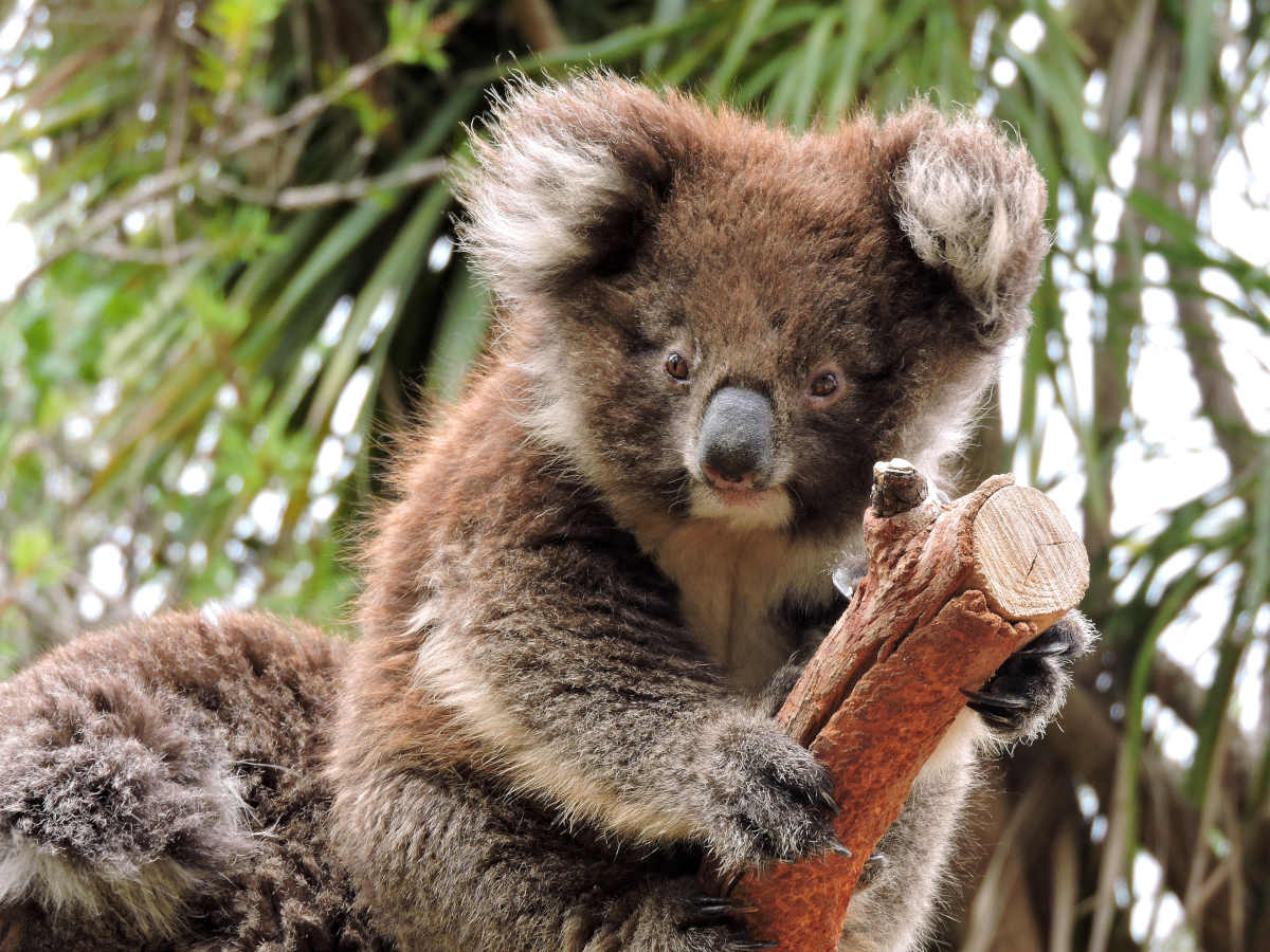 Vacanze al caldo in inverno a Kangaroo Island, in Australia: un tenero Koala