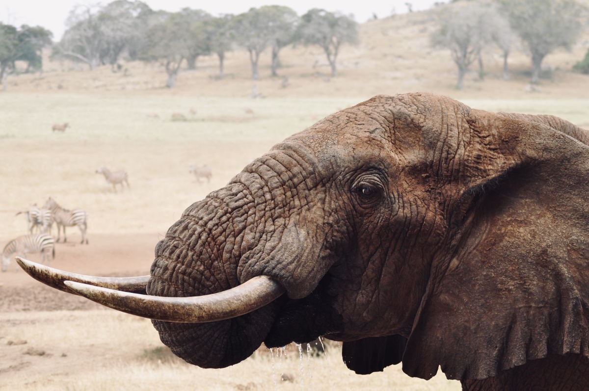 Elefanti in Kenya: Destinazione invernale non solo mare