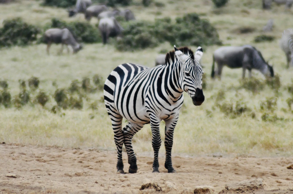 Zebre in un safari in Kenya