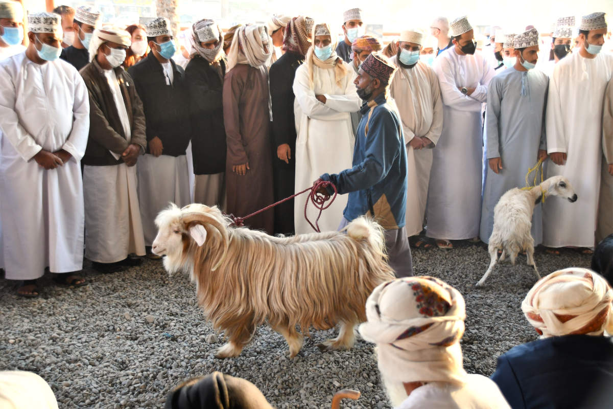 Mercato tradizionale di bestiame in Oman