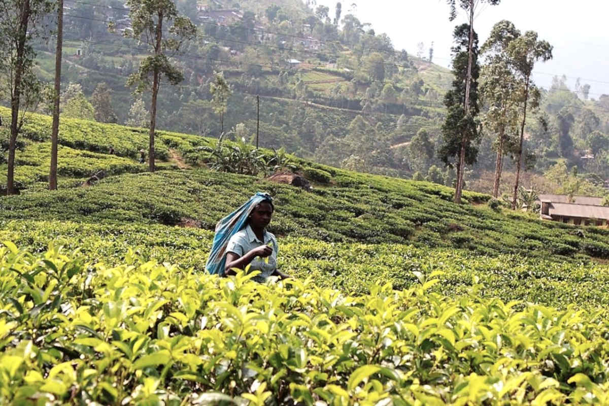 Dove trascorrere la vacanze invernali al caldo - Le piantagioni di tea in Sri Lanka