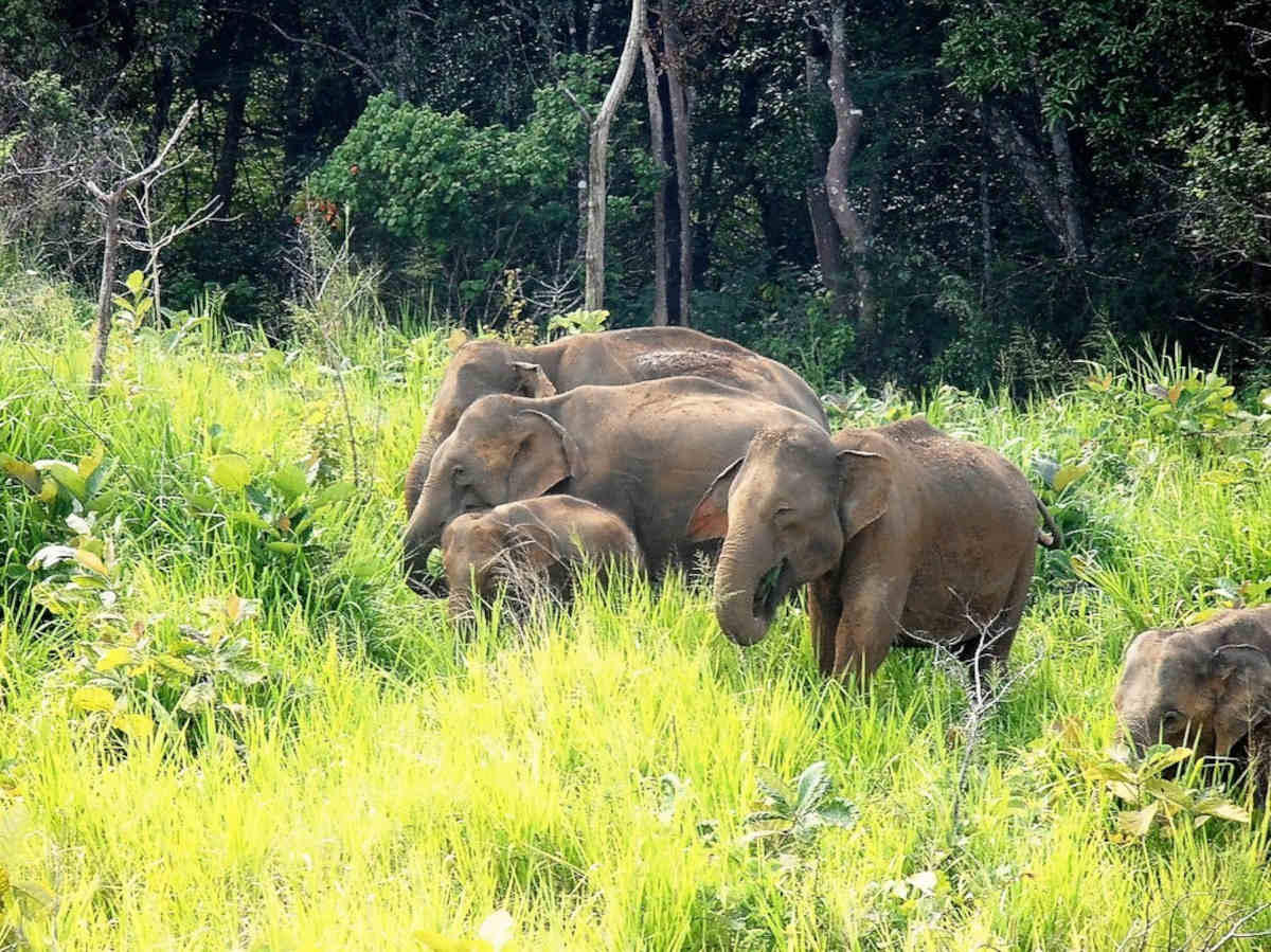 Vacanze invernali al caldo non solo mare: il Parco Nazionale di Minneriya in Sri Lanka