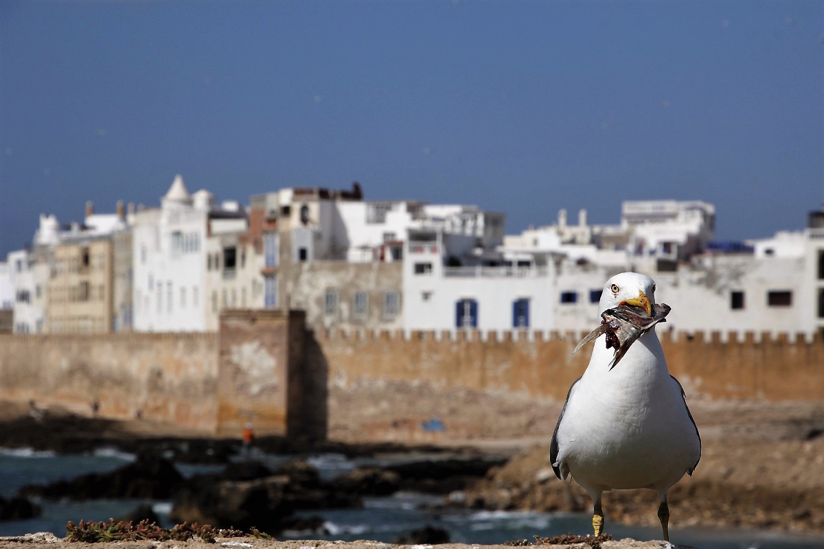 Cosa vedere a Essaouira: Gabbiani e le mura della Medina antica Mogador