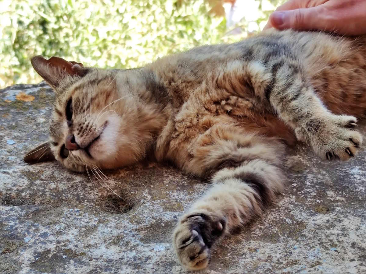 Gatti cretesi coccolosi nel Monastero