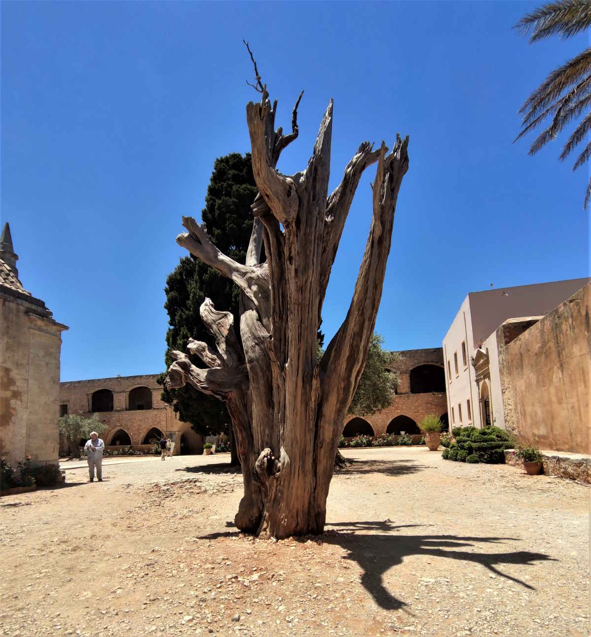 Il cipresso carbonizzato testimone della storia del Monastero 