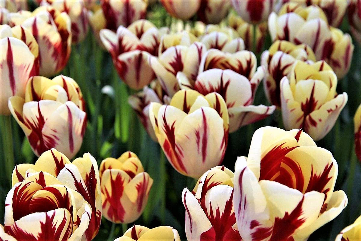 fioriture di tulipani nel Parco di Emirgan a Istanbul