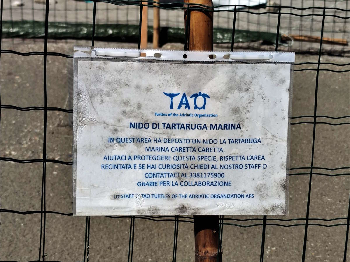 Luogo di deposizione delle Tartarughe a Milano Marittima