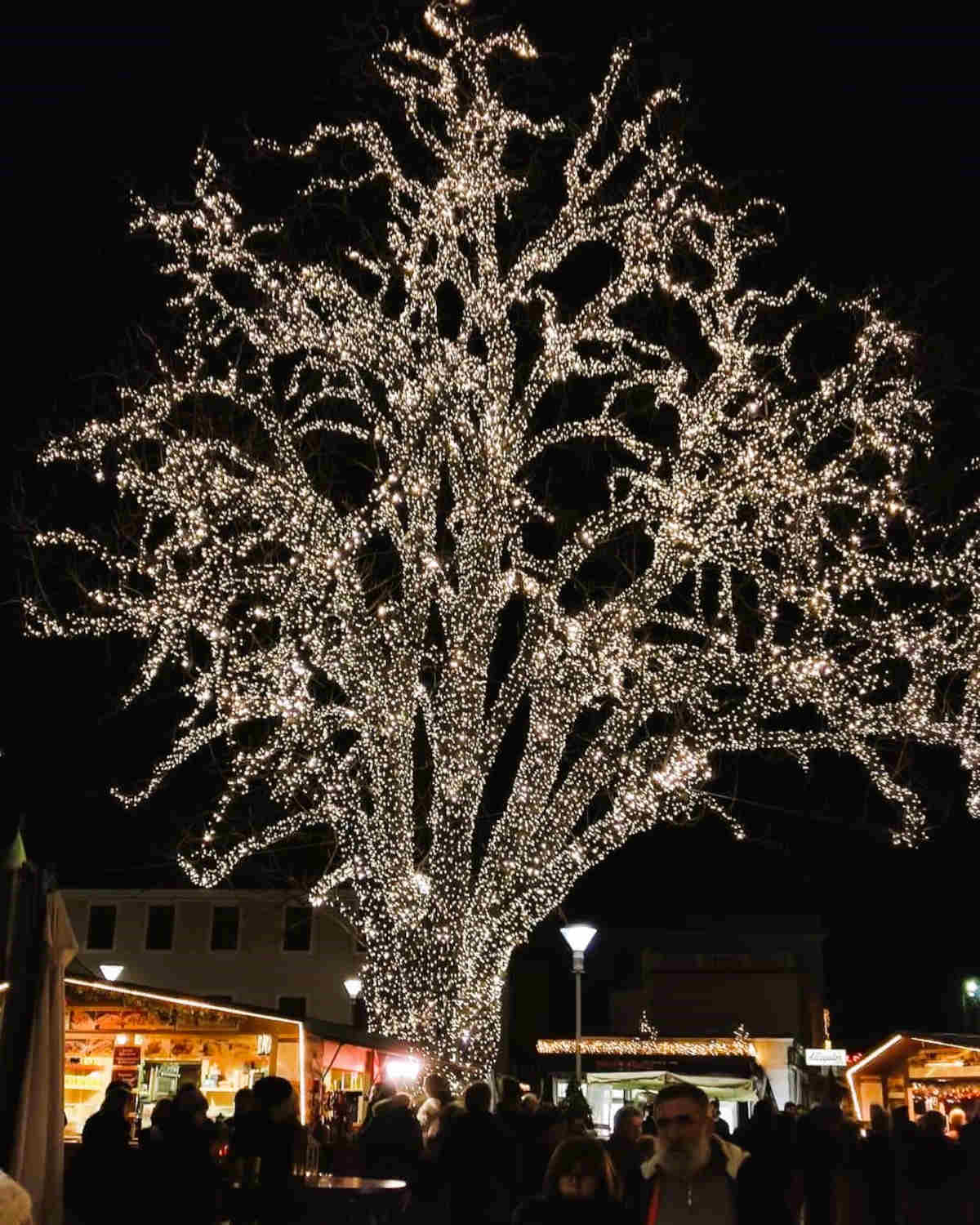 Mercatini di Natale da visitare in Italia: Un magnifico albero illuminato a Merano