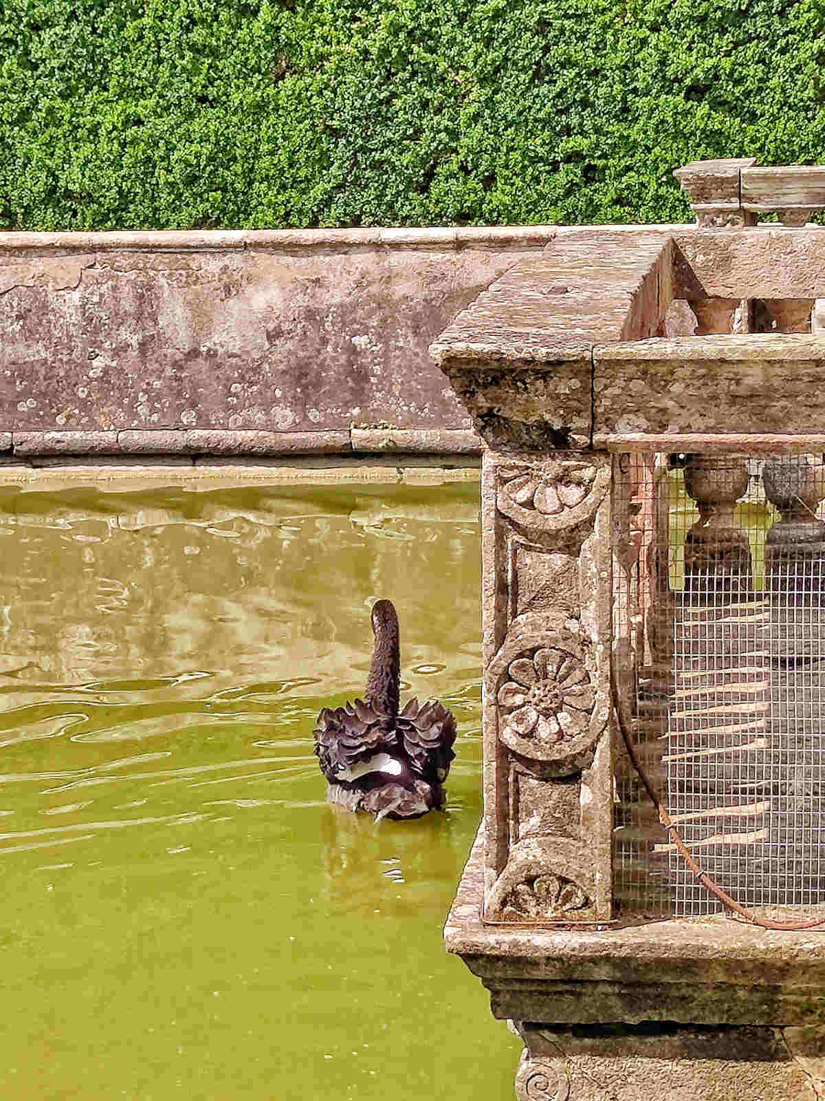 Visitare i Giardini di Villa Barbarigo a Valsanzibio: I cigni neri nella Peschiera delle Acque