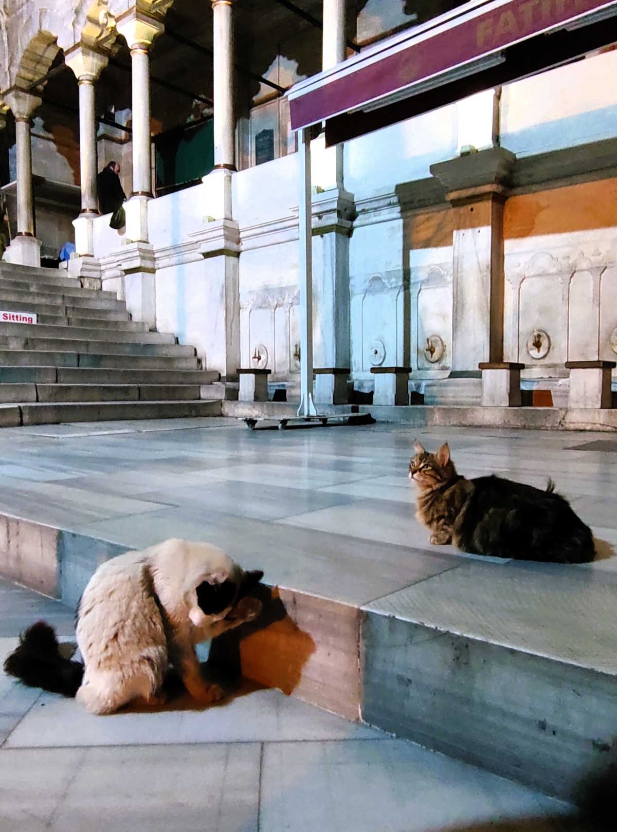 Cosa vedere a Istanbul: Gatti e moschee