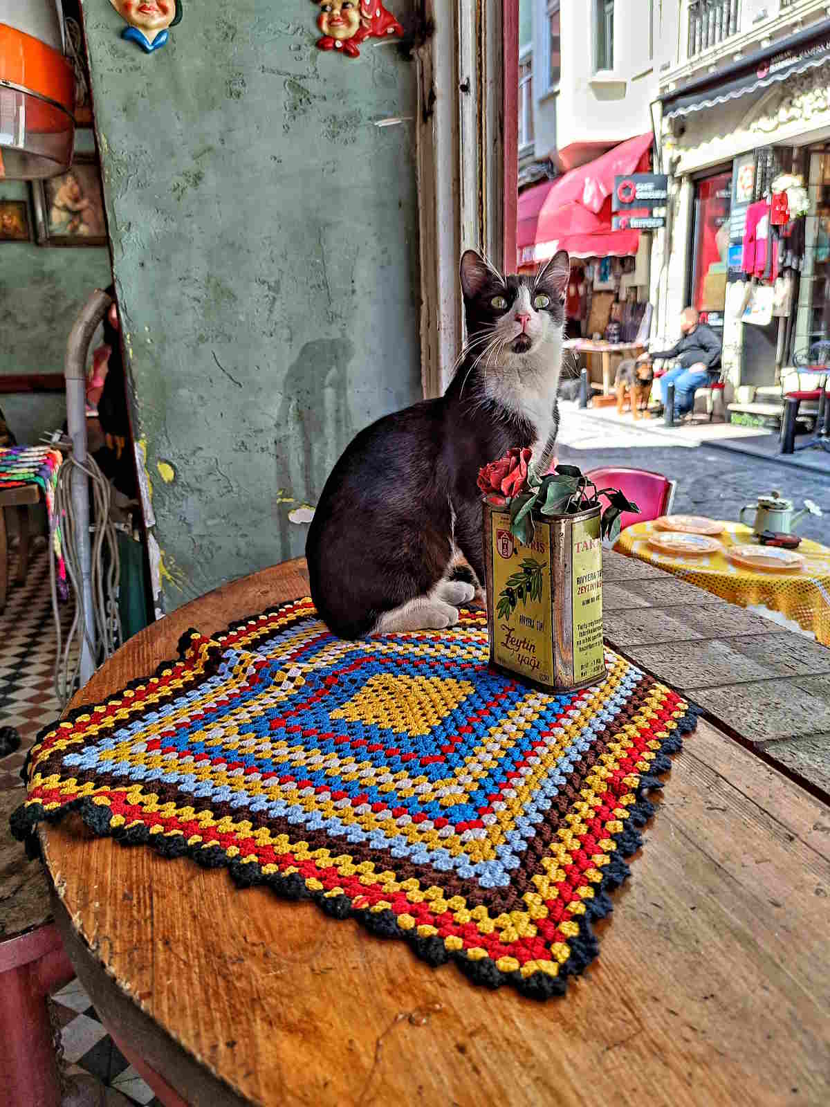 Gatto in vetrina al Naftalin-k-caffè a a Balat