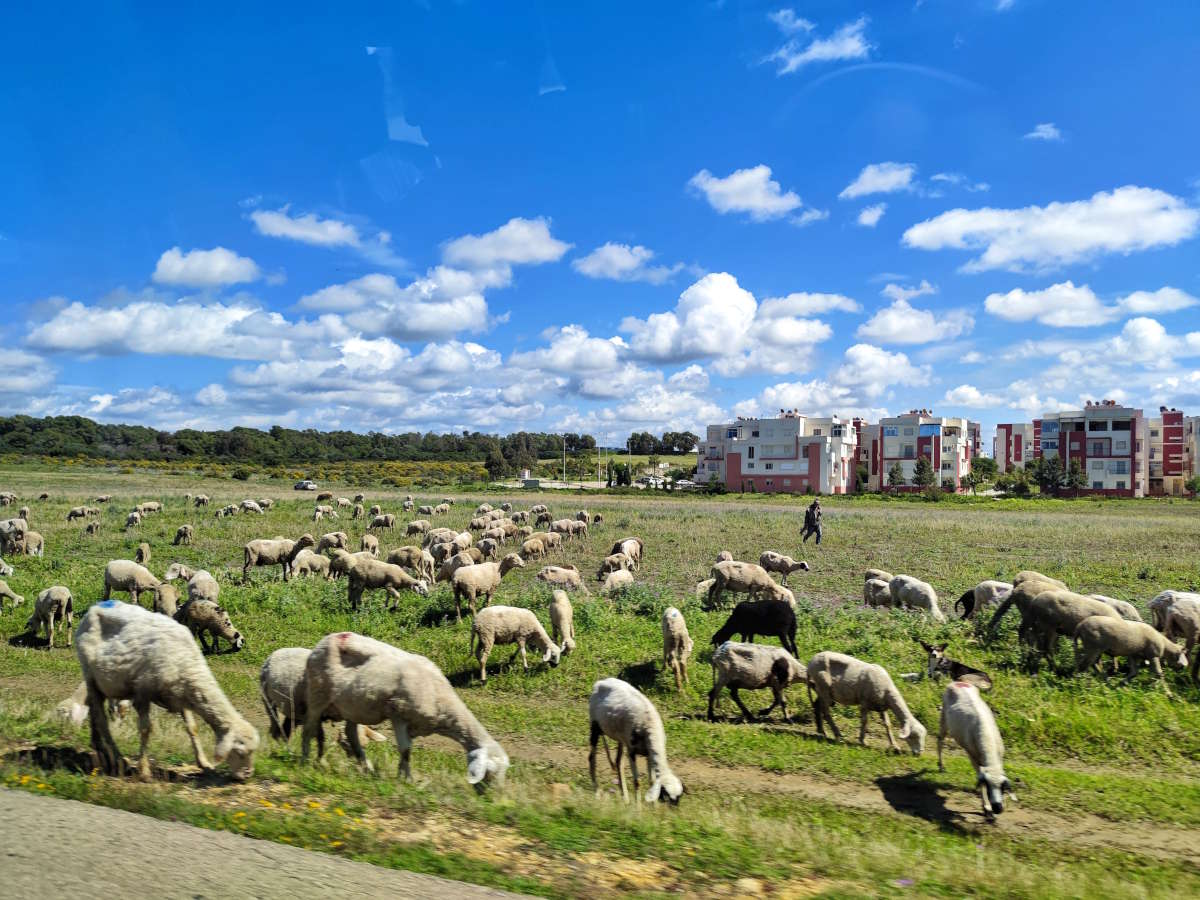 Allevamenti di pecore lungo la strada da Tangeri a Asilah Allevamenti di pecore lungo la strada da Tangeri a Asilah