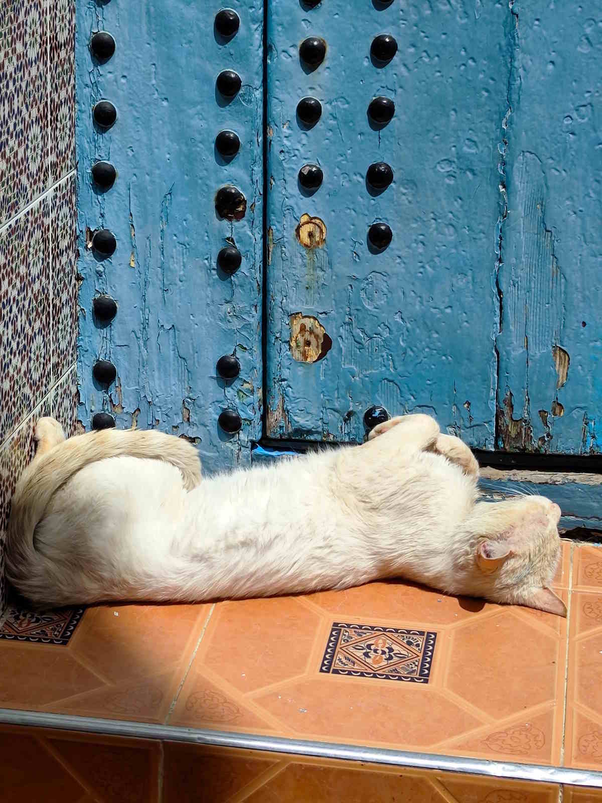 Gatti per le vie della medina di Asilah Gatti per le vie della medina di Asilah