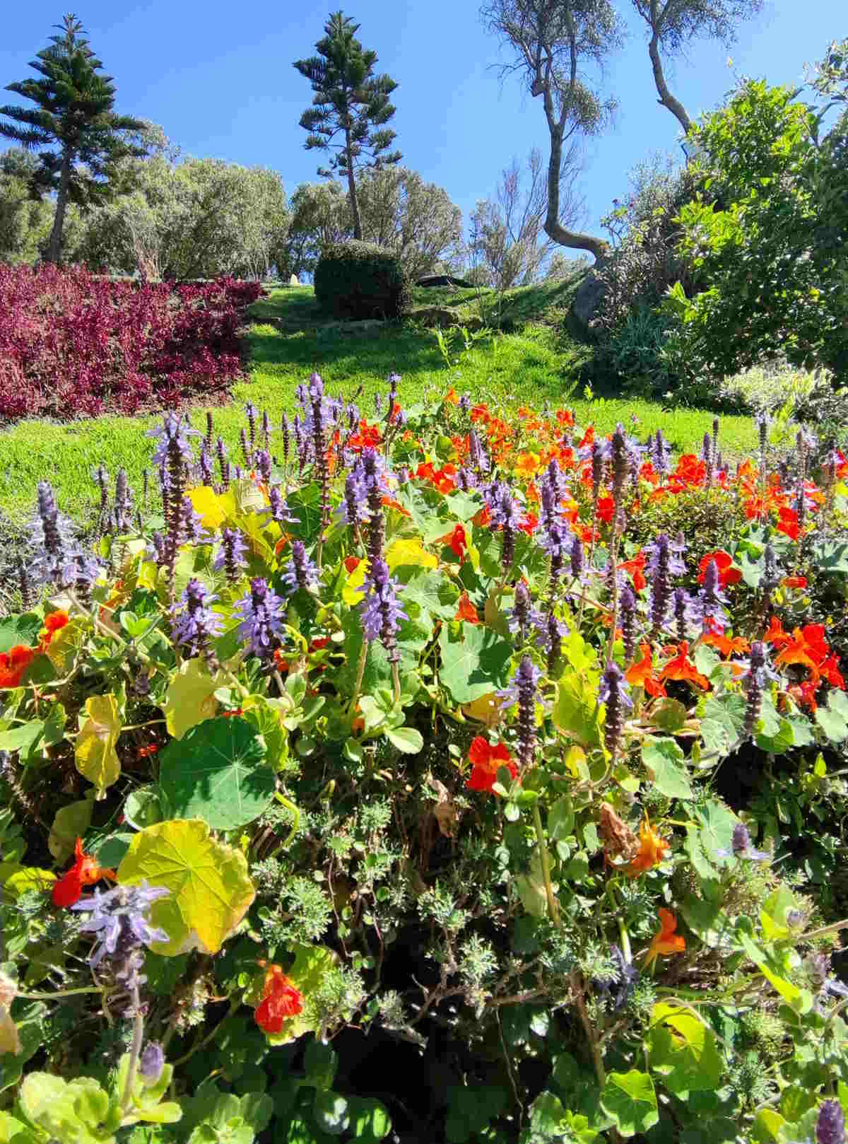 Fioriture nel giardino botanico del Faro di Capo Spartel Marocco Tangeri Fioriture nel giardino botanico del Faro di Capo Spartel Marocco Tangeri